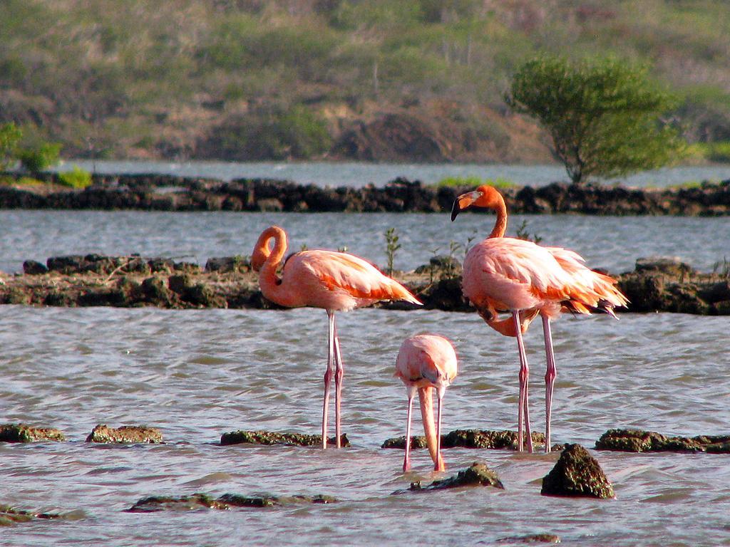 Dream Of The Green Flamingo Willibrordus Eksteriør bilde