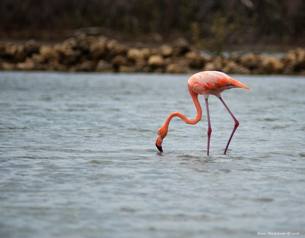 Dream Of The Green Flamingo Willibrordus Eksteriør bilde